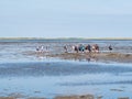 Group of people mudflat hiking on Waddensea at low tide from Friesland to West Frisian island Ameland, Netherlands Royalty Free Stock Photo