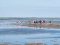 Group of people mudflat hiking on Waddensea at low tide from Friesland to West Frisian island Ameland, Netherlands