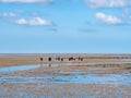 Group of people mudflat hiking on Waddensea at low tide from Friesland to West Frisian island Ameland, Netherlands Royalty Free Stock Photo