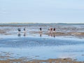 Group of people mudflat hiking on Waddensea at low tide from Friesland to West Frisian island Ameland, Netherlands Royalty Free Stock Photo