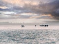 Group of people mudflat hiking on Waddensea at low tide off the coast of Den Oever, North Holland, Netherlands