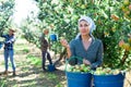 Group of people picking pears Royalty Free Stock Photo