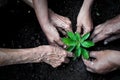 Group of people planting Royalty Free Stock Photo