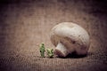 Group of people in protective suit inspecting a mushroom. Genetically modified food concept. Toned image Royalty Free Stock Photo