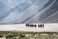 A group of people riding double hump camels on the sand dunes of Nubra valley, India Royalty Free Stock Photo