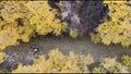 Group of people in a serene autumn forest with lush yellow trees