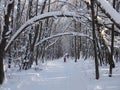 A group of people skiing in a winter park. Sunny day, competitive spirit and support.