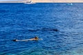 Group of people snorkeling over coral reef in the Red Sea