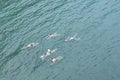 A group of people swimming in a lake