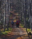 Group of people walking down a picturesque forest trail, enjoying the fresh air and natural scenery. Royalty Free Stock Photo