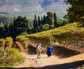 Group of people walking down a rural path passing by vineyards. Constantia, Cape Town.