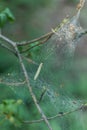 Group pest caterpillar on plant, worms