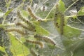 Group of of pest fall webworm, Hyphantria cunea