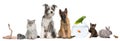 Group of pets Royalty Free Stock Photo