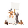 Group of Pets With Blank Signs Royalty Free Stock Photo
