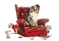 Group of pets on a destroyed armchair, isolated