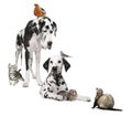 Group of pets : dog, bird, rabbit, cat and ferret Royalty Free Stock Photo