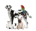 Group of pets - Dog, cat, bird, reptile, rabbit Royalty Free Stock Photo