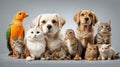 set pets - Dog, cat, bird, reptile, rabbit Royalty Free Stock Photo