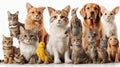 set pets - Dog, cat, bird, reptile, rabbit Royalty Free Stock Photo