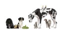 Group of pets in front of white background Royalty Free Stock Photo