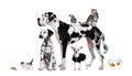 Group of pets in front of white background