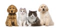Group of pets: kitten and puppy on a raw Royalty Free Stock Photo