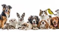 Group of pets leaning together on a empty web banner to place text. AI Generative Royalty Free Stock Photo