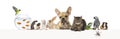 Group of pets leaning together on a empty web banner to place text. Cat, dog, rabbit, ferret, guinea pig, fish, reptile, bird, Royalty Free Stock Photo