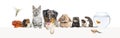 Group of pets leaning together on a empty web banner to place text. Cat, dog, rabbit, ferret, rodent, fish, reptile, bird, rats Royalty Free Stock Photo