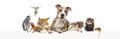 Group of pets leaning together on a empty web banner to place text. Cats, dogs, rabbit, ferret, rodent, reptile, bird