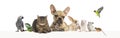 Group of pets leaning together on a empty web banner to place text. Cats, dogs, rabbit, ferret, rodent, reptile, bird