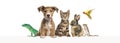 Group of pets leaning together on a empty web banner to place text. Cats, dogs, rabbit, ferret, rodent, reptile, bird