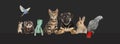 Group of pets leaning together on a empty web banner to place text. Cats, dogs, rabbit, ferret, rodent, reptile, bird