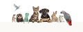 Group of pets leaning together on a empty web banner to place text. Cats, dogs, rabbit, ferret, rodent, reptile, bird