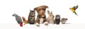 Group of pets leaning together on a empty web banner to place text. Cats, dogs, rabbit, ferret, rodent, reptile, bird