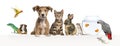 Group of pets leaning together on a empty web banner to place text. Cats, dogs, rabbit, ferret, rodent, reptile, bird