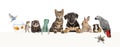 Group of pets leaning together on a empty web banner to place text. Cats, dogs, rabbit, ferret, rodent, reptile, bird