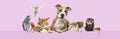 Group of pets leaning together on a empty web banner to place text. Cats, dogs, rabbit, ferret, rodent, reptile, bird, isolated