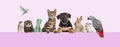 Group of pets leaning together on top of ana empty web banner to place text. Cats, dogs, rabbit, ferret, rodent, reptile, bird,