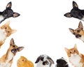 Group of pets peeking Royalty Free Stock Photo