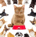 Group of pets peeking Royalty Free Stock Photo