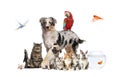 Group of pets posing around an australian shepherd dog, cat, ferret, rabbit, bird, fish, rodent, isolated on white Royalty Free Stock Photo