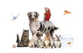 Group of pets posing around an australian shepherd dog, cat, ferret, rabbit, bird, fish, rodent, isolated on white Royalty Free Stock Photo