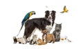 Group of pets, border collie; dog, cat, ferret, , rabbit, bird, fish, rodent Royalty Free Stock Photo