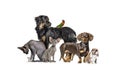Group of pets in a row, Dogs, cats, rabbit, birds Royalty Free Stock Photo
