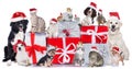 Group of pets in a row with santa hats Royalty Free Stock Photo