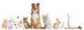 Group of pets sitting in front of white background Royalty Free Stock Photo