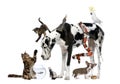 Group of pets together Royalty Free Stock Photo