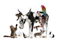 Group of pets together Royalty Free Stock Photo